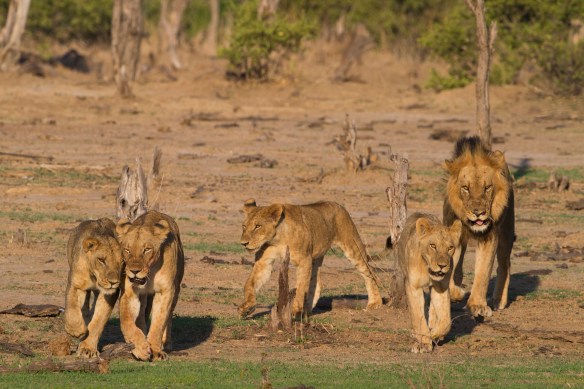 Pride of Lions on the move